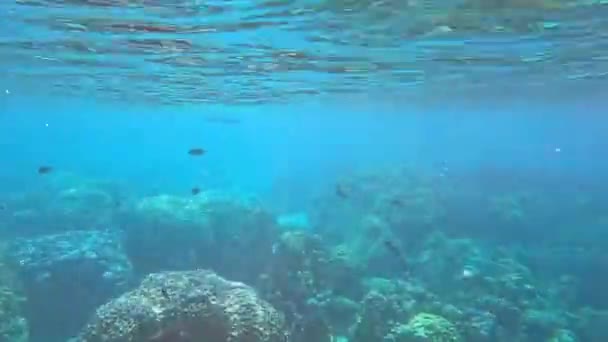 泰国Phang Nga Surin珊瑚和鱼类的水下景观 — 图库视频影像