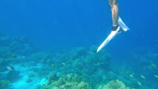 泰国Phang Nga Surin珊瑚和鱼类的水下景观 — 图库视频影像