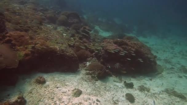 泰国普吉岛Ko Rachayai潜水场的珊瑚和鱼类 — 图库视频影像