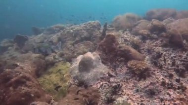 Koh Tao 'da Zen Bahçesi, Chumphon, Tayland' da birçok deniz şakayığı mercan resifi var..