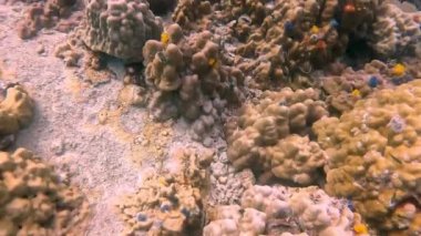 Küçük balıklı renkli mercan resifi Koh Tao, Chumphon, Tayland 'da yüzüyor..