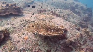Koh Tao, Chumphon, Tayland 'da tropikal mercan resifi scuba dalışı.