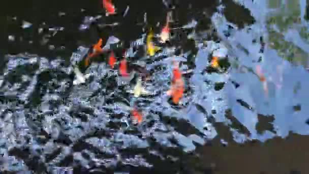 Peixes Koi Coloridos Nadam Lagoa Conceito Calma Decorativo — Vídeo de Stock