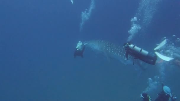 Whale Shark Plays Scuba Divers Bubbles Koh Tao Chumphon Thailand — Stock Video