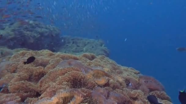 Viele Seeanemonen Korallenriffe Namens Zen Garden Koh Tao Chumphon Thailand — Stockvideo