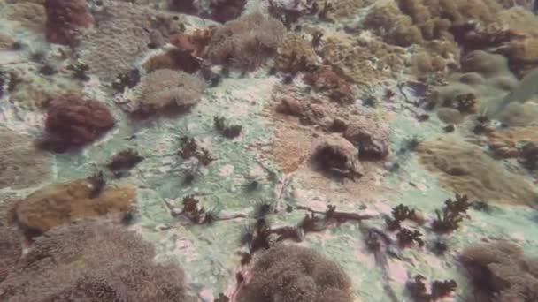 Koh Tao Chumphon Tayland Tropikal Mercan Resifi Scuba Dalışı — Stok video