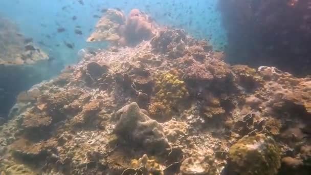 泰国川顿Koh Tao的热带珊瑚礁生态系统潜水 — 图库视频影像