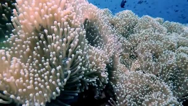 Beaucoup Récif Corallien Anémone Mer Appelé Jardin Zen Koh Tao — Video