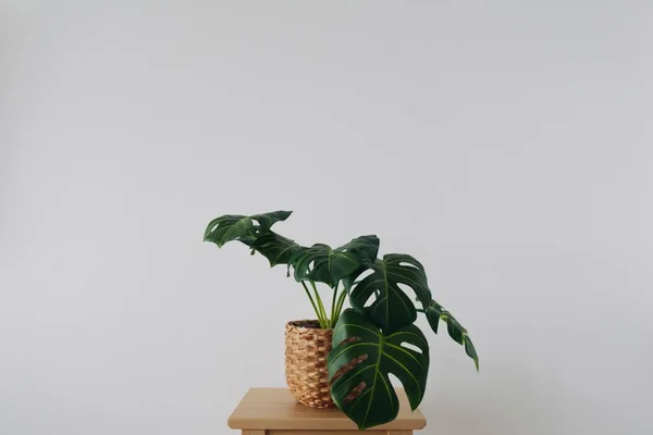 Minimal Monstera Plant Wooden Chair Isolated White Wall Background — Foto Stock