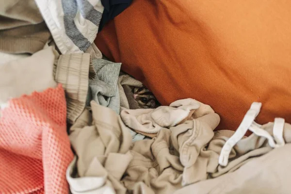 Little Sugar Glider Hiding Pile Clothes Looking Cautiously — Stockfoto