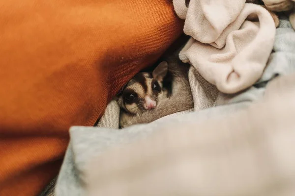 Little Sugar Glider Hiding Pile Clothes Looking Cautiously — Stockfoto