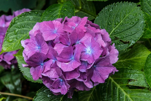 街の庭で夏の雨の日に雨滴と紫色の花のホルテンシアの閉鎖 — ストック写真