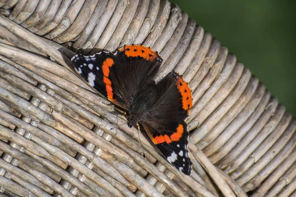 Atalanta Πεταλούδα Ανοιχτά Φτερά Κάθεται Μια Καρέκλα Καλάμι Στον Κήπο — Φωτογραφία Αρχείου