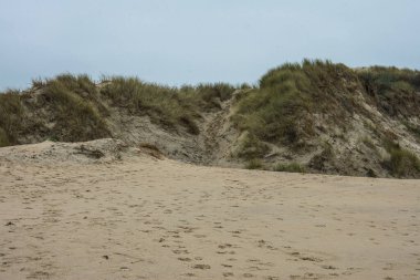 Kumlu kumullar, sahil çimenleri ve adanın sahillerinde çalılar. Goeree Overflakkee, kuzey kıyılarında.