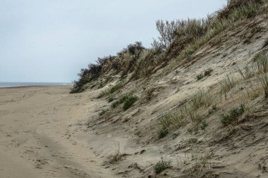 Kumlu kumullar, sahil çimenleri ve adanın sahillerinde çalılar. Goeree Overflakkee, kuzey kıyılarında.