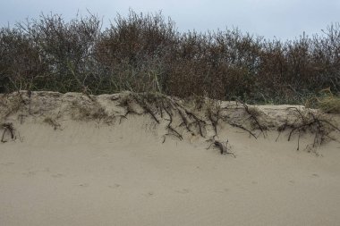 Goeree Overflakkee 'nin kuzeydeniz kıyısındaki kumullarda rüzgarın içinden çalıların kökleri yükselir.