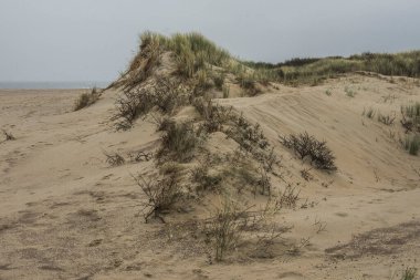 Sahil çimenleri ve çalılar Northsea sahilindeki kum tepeciklerinin altında kaybolur.