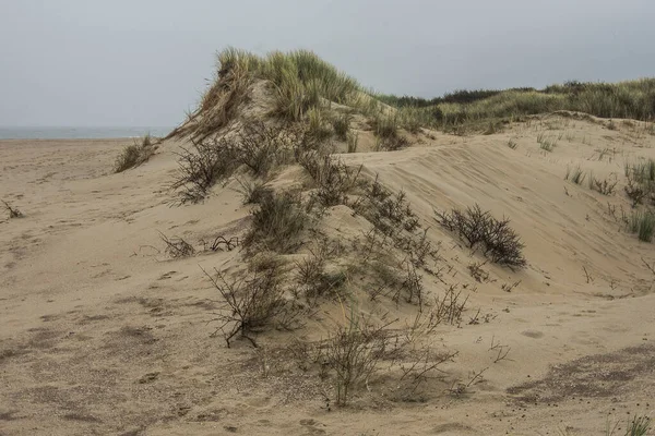 Sahil çimenleri ve çalılar Northsea sahilindeki kum tepeciklerinin altında kaybolur.