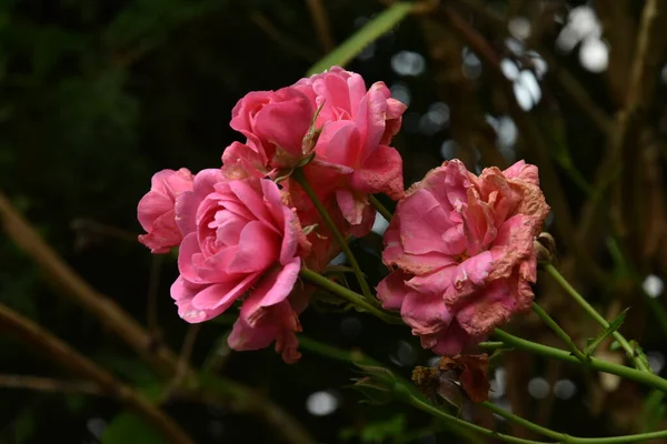 秋天在城市花园盛开的粉红色的旧玫瑰 — 图库照片
