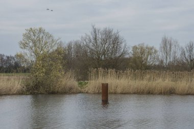 Baharın başında yaşlı kedilerle birlikte IJssel Nehri 'nde sazlar ve çalılar.