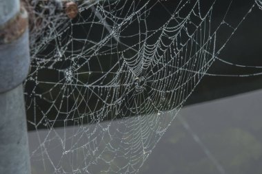 Sonbaharda sisli bir günde nehir kıyısındaki teknelerin arasında su damlaları olan bir örümcek ağı.