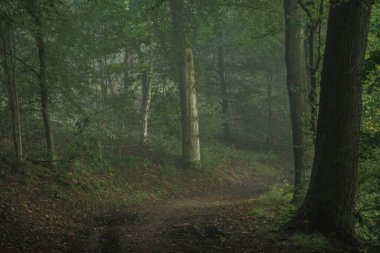 Sonbaharda Kruisbergse Bossen 'in doğa alanının kayın ağaçları arasındaki sisli bir günde gizemli bir ışık.