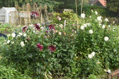 kırmızı ve beyaz yıldız çiçekleri, fasulye kazıkları ve sonbaharda bahçedeki küçük sera