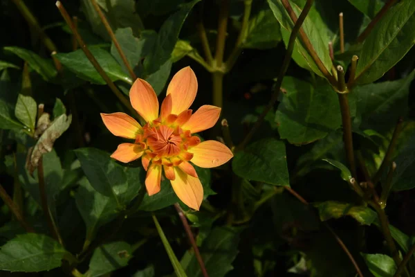 Orange Dahlia Orange Heart Allotment Garden Autumn — Stock Photo, Image