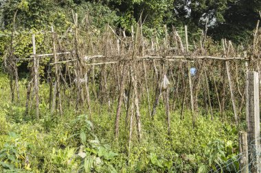 Fasulye ve yabani otlarla bezelye kazıkları sonbaharda bahçe tahsis edilir.