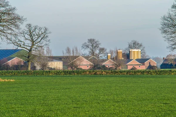 Farm Several Stables Pigs Silos Pigs Food Sunny Day Winter — Stock Photo, Image