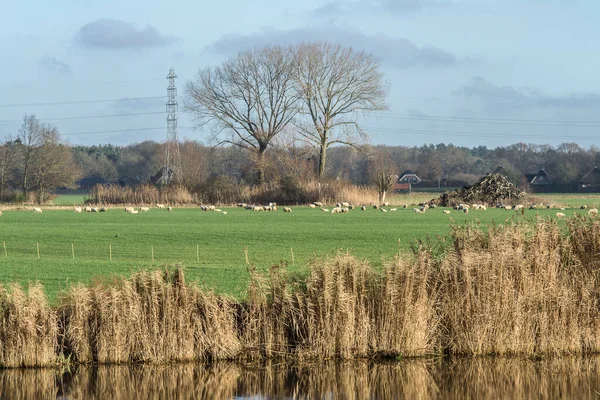 Flock Sheep Grazing Meadow River Oude Ijssel Winter Day — Stock Photo, Image