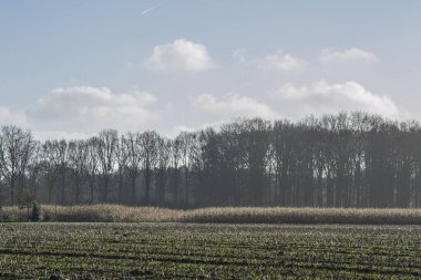Güneşli bir günde, sonbaharda ormanın yakınındaki taze mısır tarlaları ve mısır tarlaları biçildi.