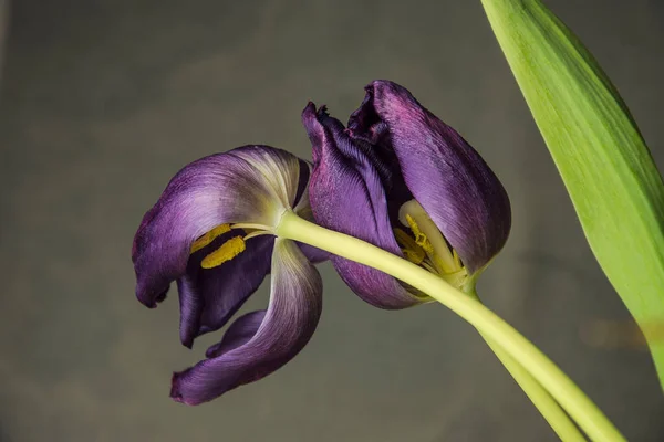 在半熟紫色郁金香中的雌蕊和雄蕊 — 图库照片