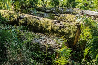 Morvan 'ın Fransız bölgesinde, eğreltiotlarının arasında ve yosunlarla kaplı ağaç gövdeleri
