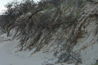 Kuzey Denizi 'ndeki fırtınadan sonra Goeree Overflakkee adasının kumlu kum tepelerinde kökleri serbest kalıyor. 