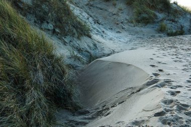 Sahil çimenleri, kuzeydeniz kıyısındaki Goeree Overflakkee adasının kumlu kumullarında yeni kum tepeciklerinin oluşumuna katkıda bulunur.