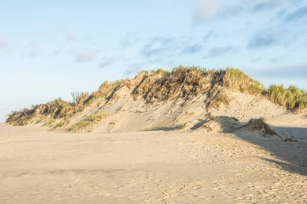 dunes covered with beach grass and sea buckthorn on the sandy beach of the island Goeree Overflakkee at the Northsea coach on a sunny day in autumn