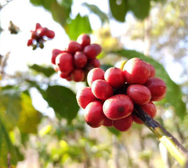 咖啡豆 在其茎上 它是成熟的咖啡种子 图像只聚焦于种子 背景模糊不清 — 图库照片
