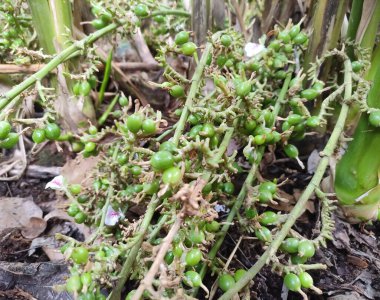 Yeşil kakule gerçek bitkisinin üzerinde. Nadir bir fotoğraf..