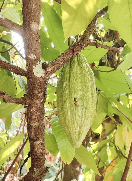 Big cocoa fruit on its plant with green leaf background.