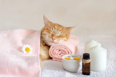 Masaj havlusunda uyuyan kedi. Ayrıca ön planda bir şişe aromatik yağ, mumlar ve papatya çiçekleri var. Konsept: masaj, aromaterapi, vücut bakımı.