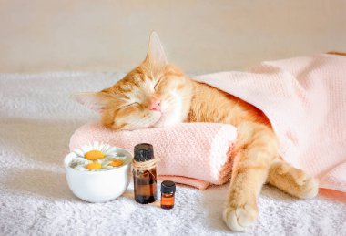 Masaj havlusunda uyuyan kedi. Ön planda bir şişe aromatik yağ ve papatya çiçeği var. Konsept: masaj, aromaterapi, vücut bakımı.