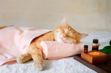 Kaplıca tedavisi görürken masaj masasında uyuyan bir kedi.