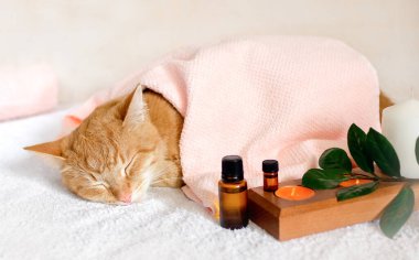 Kaplıca tedavisi görürken masaj masasında uyuyan bir kedi.