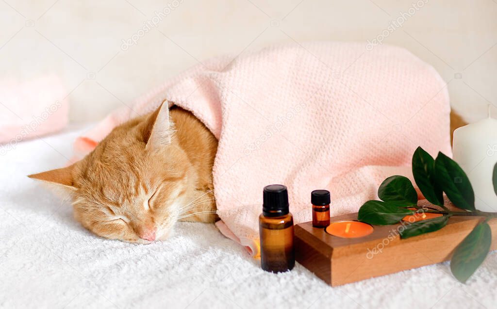 A cat sleeping on a massage table while taking spa treatments