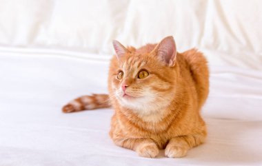 Evdeki yatakta battaniyenin üzerinde yatan sevimli kızıl kedi. Kedi dikkatle avına bakar. Kedi atlamaya hazır. Ev arkaplanı