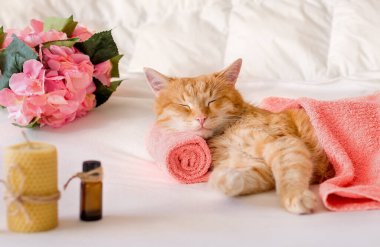 Bir kedi masaj masasında başını havluya yaslayarak uyur. Spa tedavisi görürken, masaj yağı kullanırken, rahatlarken. Evcil hayvan bakımı ve bakımı.