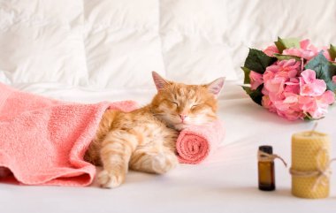 Bir kedi masaj masasında başını havluya yaslayarak uyur. Spa tedavisi görürken, masaj yağı kullanırken, rahatlarken. Seçici odaklanma. Evcil hayvan bakımı ve bakımı.