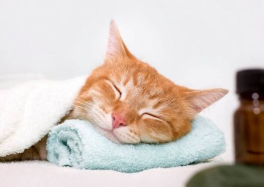 Turkuaz masaj havlusunda uyuyan kedi. Ayrıca ön planda bir şişe aromatik yağ ve kremalı plastik bir kutu var. Konsept: masaj, vücut bakımı.