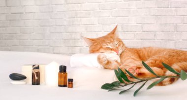 Bir kedi başını masaj masasının üzerindeki havluya yaslayarak uyur. Çatı katı tarzı bir duvarın arka planına yaslanır. Spa tedavisi görürken dinlenir.